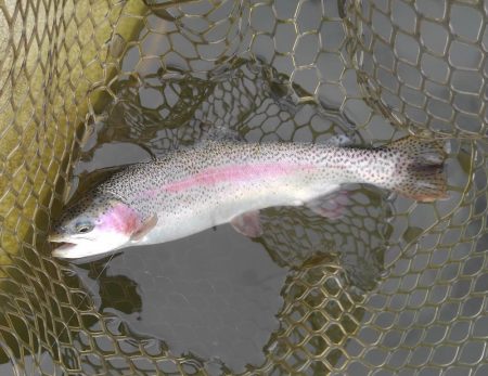 大安トラウトレイク釣果